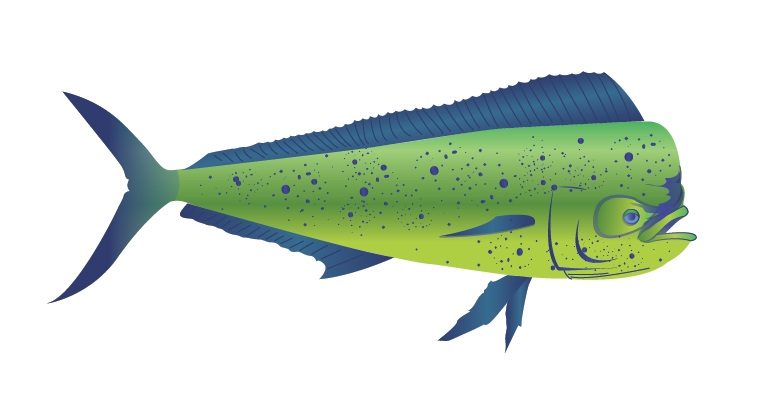 PAVILLON DORADE CORYPHENE 30X45 CM ETAMINE FANTAISIE